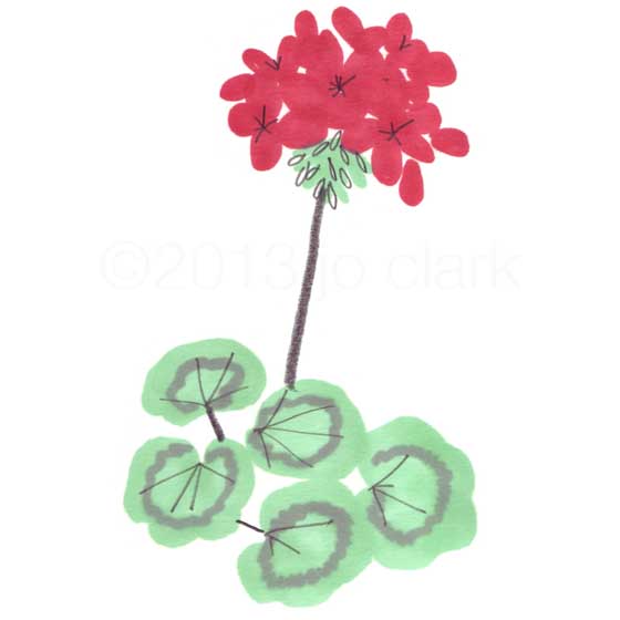 red geranium plant illustration